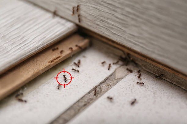 Best Mosquito Control Services  in Ocean Park, WA