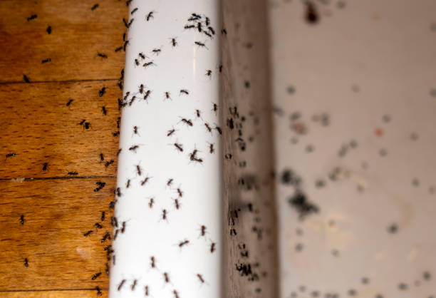Best Pest Inspection Near Me  in Ocean Park, WA