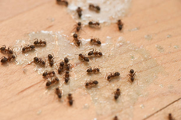 Best Insect Control  in Ocean Park, WA